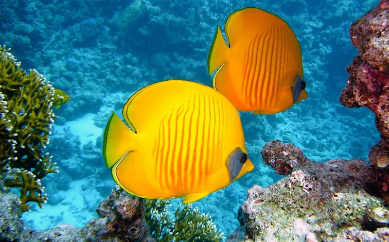 Coral Reef Restoration