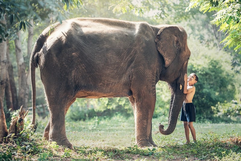 Wildlife Conservation