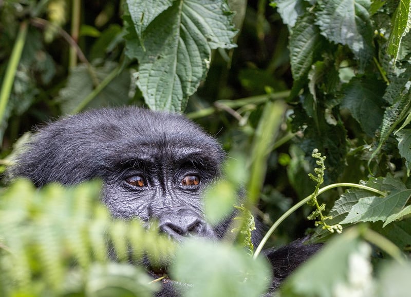 Rainforest Protection