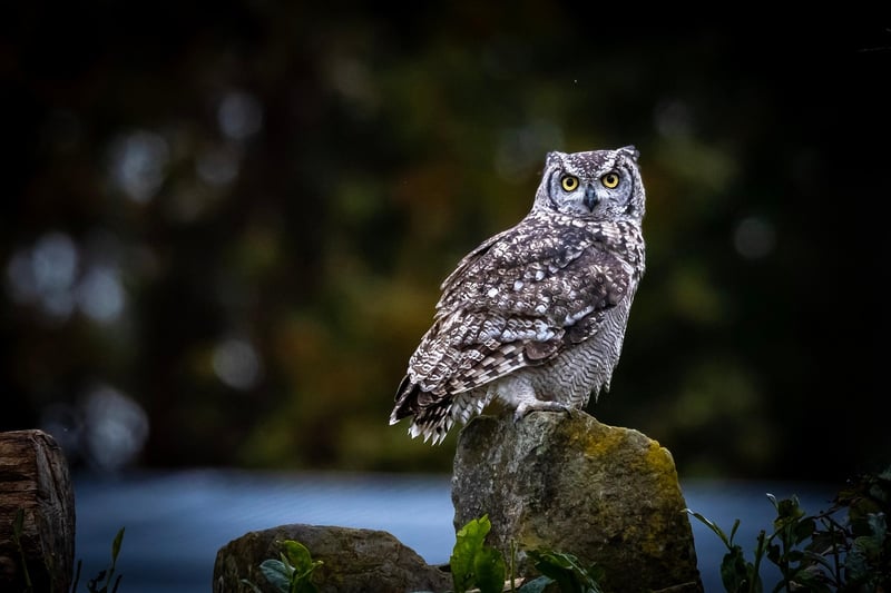 Wildlife Sanctuary